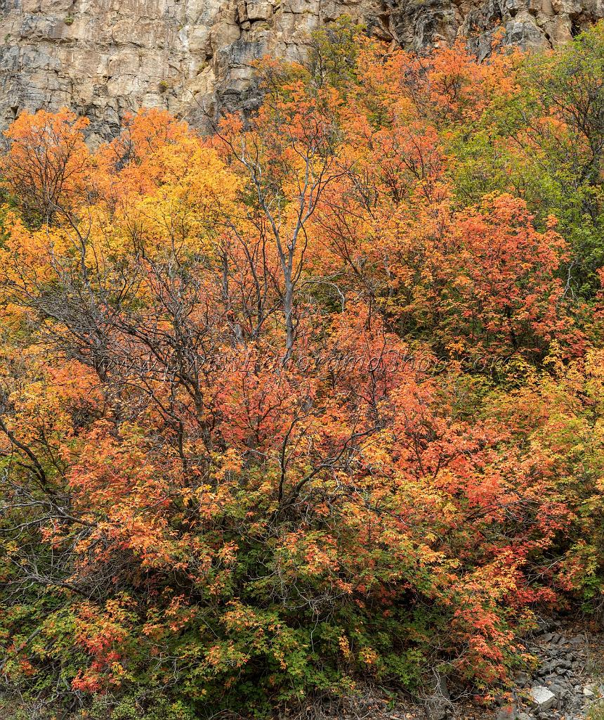 15860_21_09_2014_chicken_creek_utah_autumn_color_colorful_fall_foliage_viewpoint_forest_panoramic_landscape_photography_landschaft_foto_bach_18_6843x8146.jpg