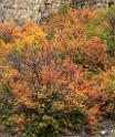 15860_21_09_2014_chicken_creek_utah_autumn_color_colorful_fall_foliage_viewpoint_forest_panoramic_landscape_photography_landschaft_foto_bach_18_6843x8146