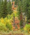 15863_21_09_2014_cottonwood_canyon_utah_autumn_color_colorful_fall_foliage_viewpoint_forest_panoramic_landscape_photography_landschaft_foto_bach_13_6983x8308