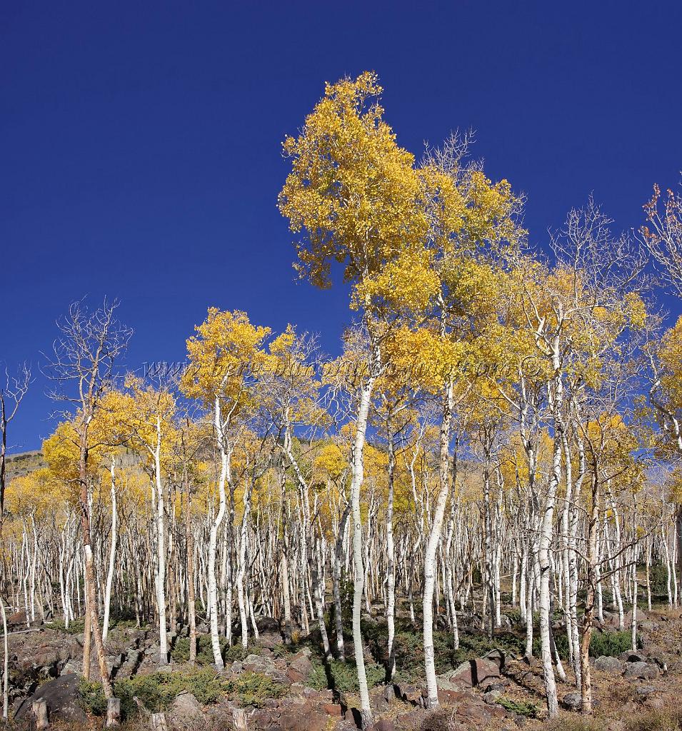 9089_13_10_2010_fish_lake_utah_autumn_color_fall_foliage_leaves_mountain_forest_panoramic_photography_photo_foto_panorama_landscape_landschaft_17_6292x6745.jpg