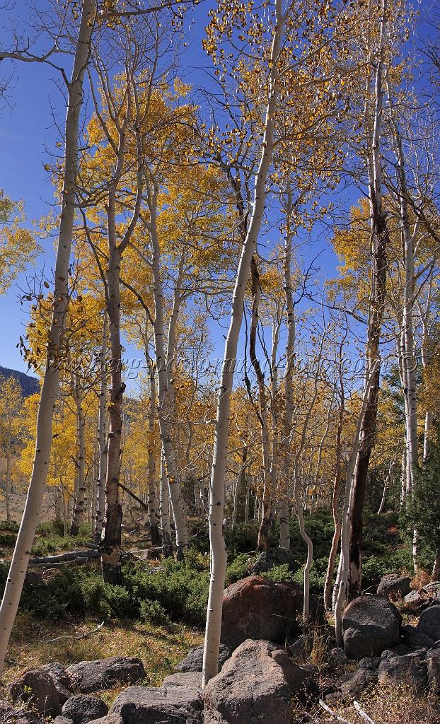 9090_13_10_2010_fish_lake_utah_autumn_color_fall_foliage_leaves_mountain_forest_panoramic_photography_photo_foto_panorama_landscape_landschaft_18_3677x6051.jpg