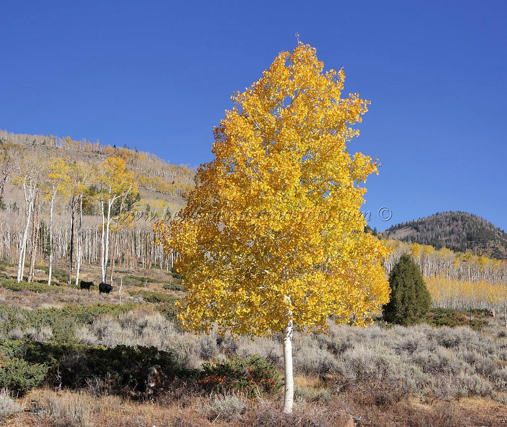 9091_13_10_2010_fish_lake_utah_autumn_color_fall_foliage_leaves_mountain_forest_panoramic_photography_photo_foto_panorama_landscape_landschaft_19_6447x5443.jpg