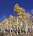 9089_13_10_2010_fish_lake_utah_autumn_color_fall_foliage_leaves_mountain_forest_panoramic_photography_photo_foto_panorama_landscape_landschaft_17_6292x6745
