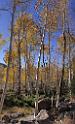 9090_13_10_2010_fish_lake_utah_autumn_color_fall_foliage_leaves_mountain_forest_panoramic_photography_photo_foto_panorama_landscape_landschaft_18_3677x6051