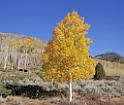 9091_13_10_2010_fish_lake_utah_autumn_color_fall_foliage_leaves_mountain_forest_panoramic_photography_photo_foto_panorama_landscape_landschaft_19_6447x5443