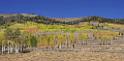 9098_13_10_2010_fish_lake_utah_autumn_color_fall_foliage_leaves_mountain_forest_panoramic_photography_photo_foto_panorama_landscape_landschaft_26_13127x6462