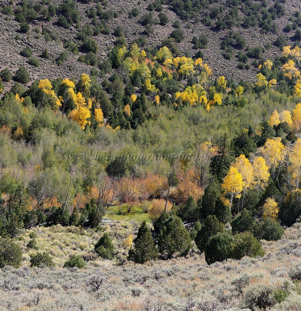 9112_13_10_2010_fremont_river_utah_autumn_color_fall_foliage_leaves_mountain_forest_panoramic_photography_photo_foto_panorama_landscape_landschaft_40_8193x8462.jpg