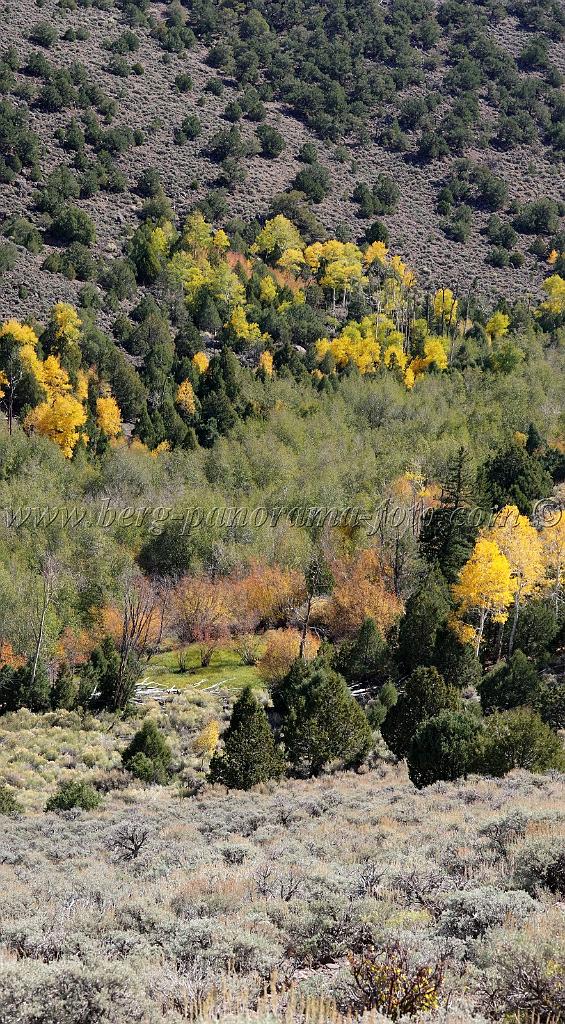 9113_13_10_2010_fremont_river_utah_autumn_color_fall_foliage_leaves_mountain_forest_panoramic_photography_photo_foto_panorama_landscape_landschaft_41_4183x7578.jpg
