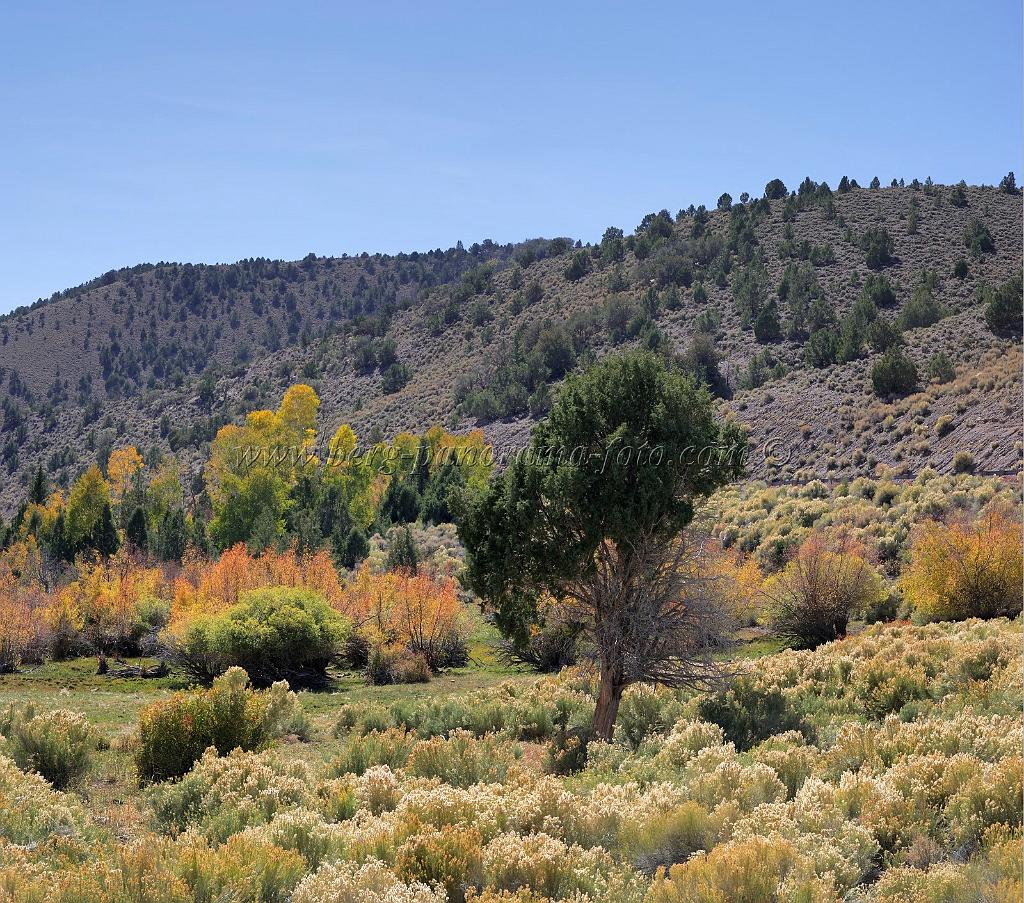 9116_13_10_2010_fremont_river_utah_autumn_color_fall_foliage_leaves_mountain_forest_panoramic_photography_photo_foto_panorama_landscape_landschaft_44_6561x5786.jpg
