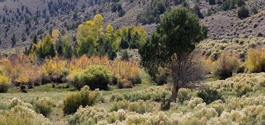 9118_13_10_2010_fremont_river_utah_autumn_color_fall_foliage_leaves_mountain_forest_panoramic_photography_photo_foto_panorama_landscape_landschaft_46_8699x4111.jpg