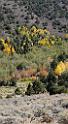 9113_13_10_2010_fremont_river_utah_autumn_color_fall_foliage_leaves_mountain_forest_panoramic_photography_photo_foto_panorama_landscape_landschaft_41_4183x7578