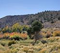 9116_13_10_2010_fremont_river_utah_autumn_color_fall_foliage_leaves_mountain_forest_panoramic_photography_photo_foto_panorama_landscape_landschaft_44_6561x5786
