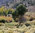 9117_13_10_2010_fremont_river_utah_autumn_color_fall_foliage_leaves_mountain_forest_panoramic_photography_photo_foto_panorama_landscape_landschaft_45_6439x5984