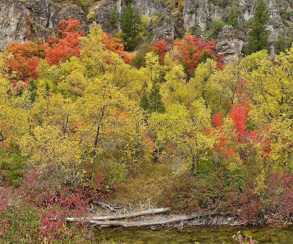 13028_24_09_2012_logan_valley_utah_river_tree_autumn_color_colorful_fall_foliage_leaves_mountain_forest_panoramic_landscape_photography_panorama_landschaft_foto_4_9006x7517.jpg