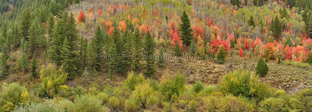 13030_24_09_2012_logan_valley_utah_river_tree_autumn_color_colorful_fall_foliage_leaves_mountain_forest_panoramic_landscape_photography_panorama_landschaft_foto_7_15281x5502.jpg