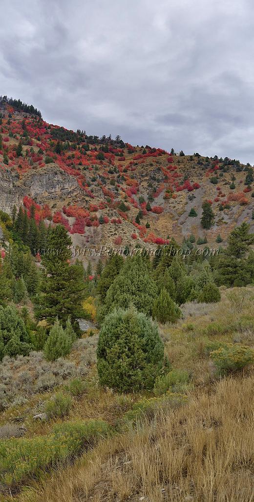 13032_24_09_2012_logan_valley_utah_river_tree_autumn_color_colorful_fall_foliage_leaves_mountain_forest_panoramic_landscape_photography_panorama_landschaft_foto_9_6833x13465.jpg