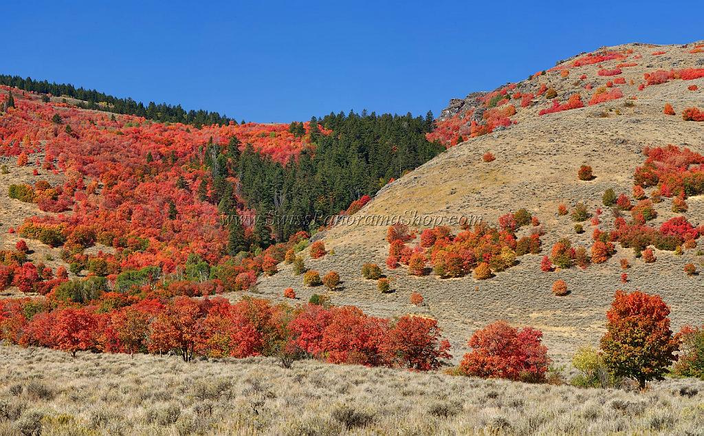 13465_01_10_2012_logan_valley_utah_river_tree_autumn_color_colorful_fall_foliage_leaves_mountain_forest_panoramic_landscape_photography_panorama_landschaft_foto_56_0x0.jpg