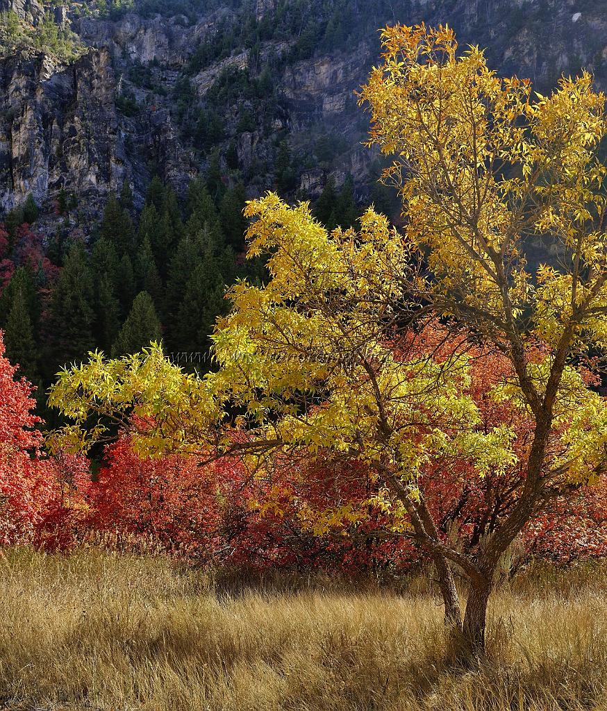 13497_01_10_2012_logan_valley_utah_river_tree_autumn_color_colorful_fall_foliage_leaves_mountain_forest_panoramic_landscape_photography_panorama_landschaft_foto_32_8709x10204