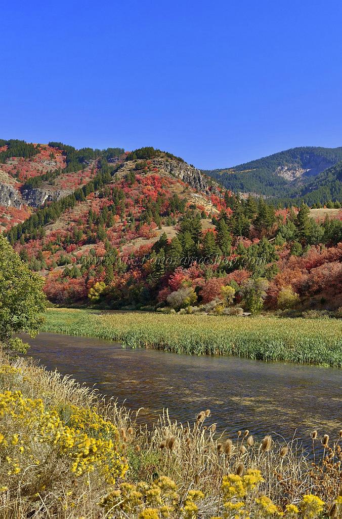 13499_01_10_2012_logan_valley_utah_river_tree_autumn_color_colorful_fall_foliage_leaves_mountain_forest_panoramic_landscape_photography_panorama_landschaft_foto_34_6961x10549.jpg
