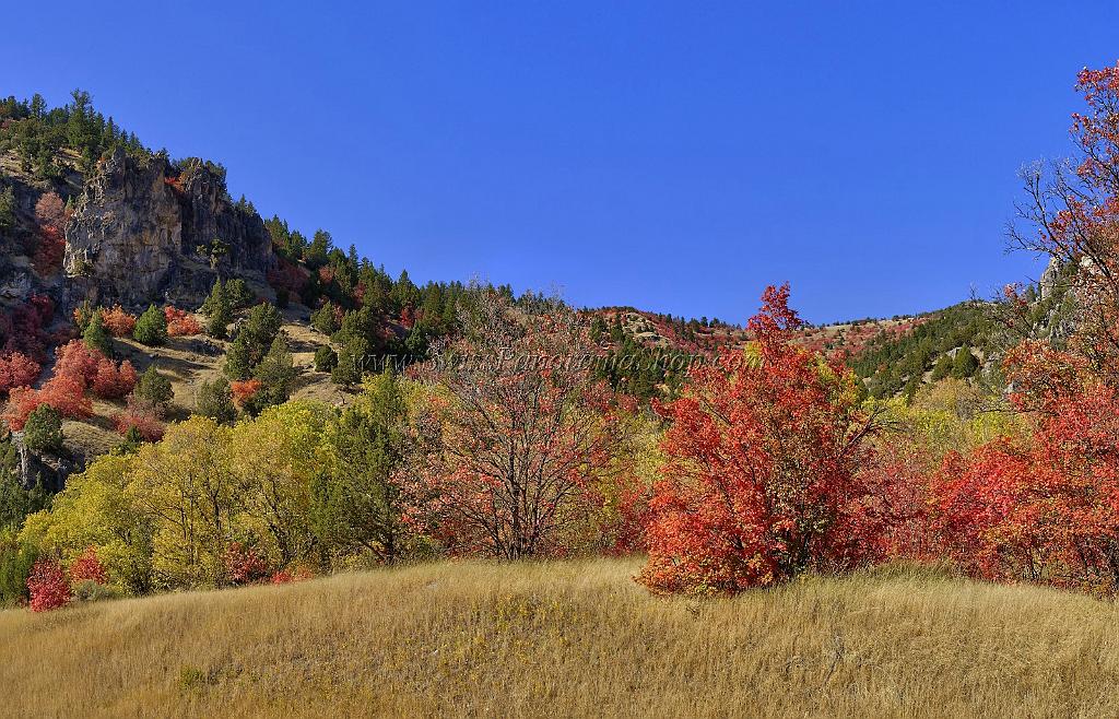 13501_01_10_2012_logan_valley_utah_river_tree_autumn_color_colorful_fall_foliage_leaves_mountain_forest_panoramic_landscape_photography_panorama_landschaft_foto_36_11599x7453.jpg