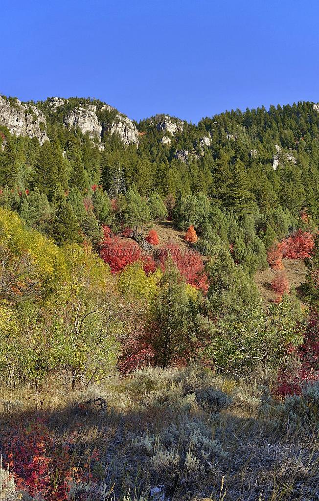 13511_01_10_2012_logan_valley_utah_river_tree_autumn_color_colorful_fall_foliage_leaves_mountain_forest_panoramic_landscape_photography_panorama_landschaft_foto_46_7052x11072.jpg
