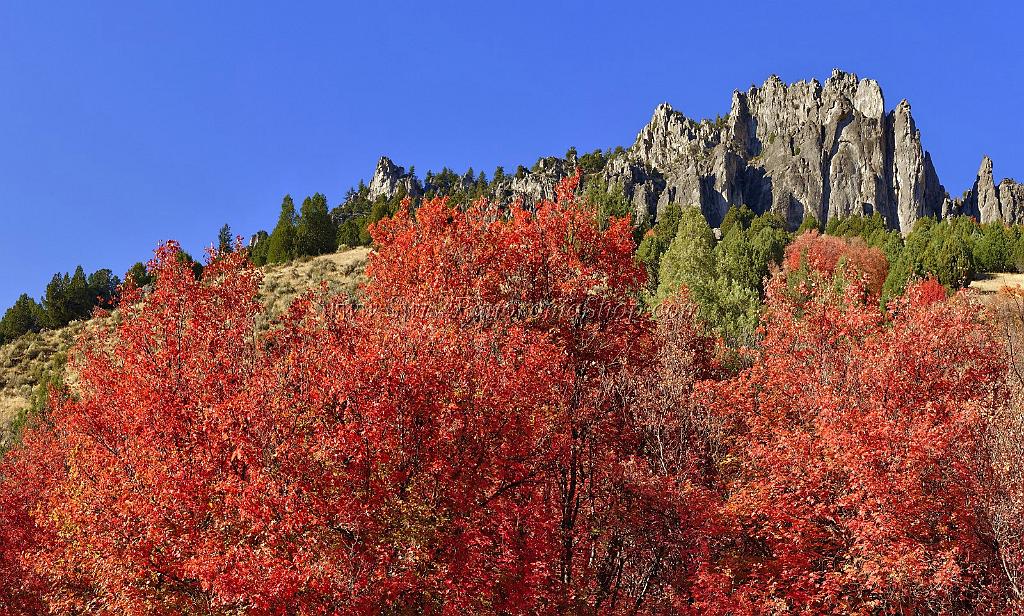 13513_01_10_2012_logan_valley_utah_river_tree_autumn_color_colorful_fall_foliage_leaves_mountain_forest_panoramic_landscape_photography_panorama_landschaft_foto_48_11868x7133.jpg