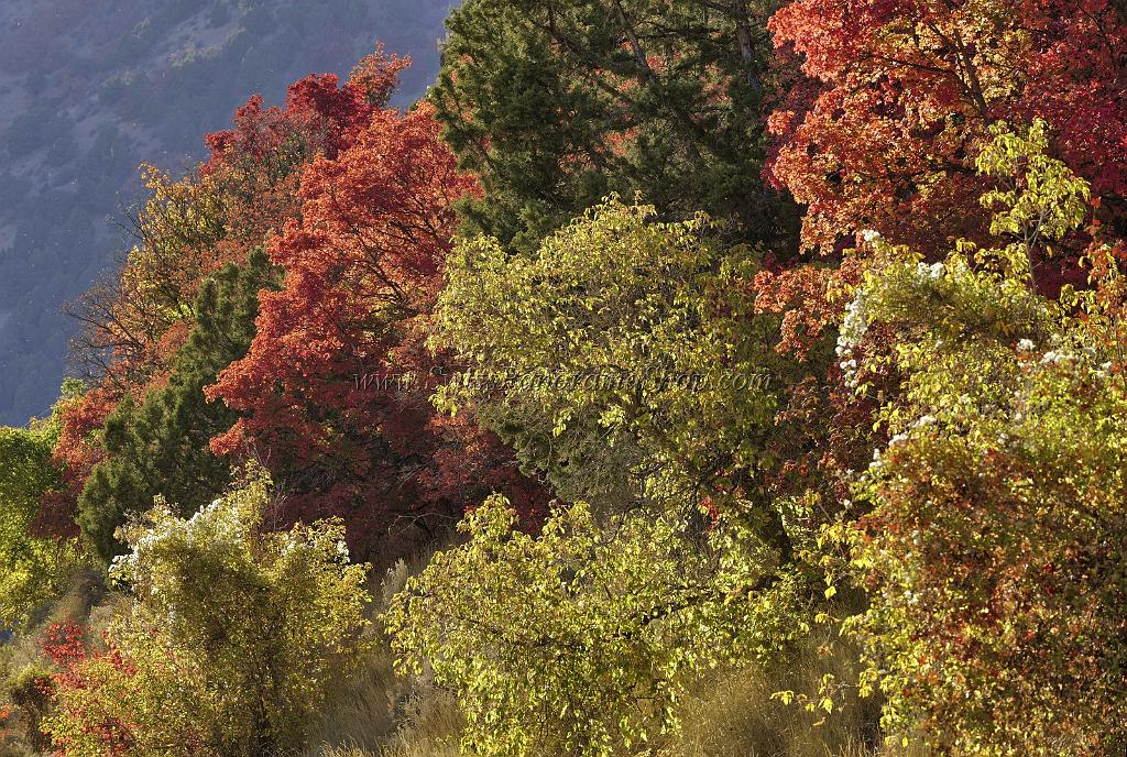 13516_01_10_2012_logan_valley_utah_river_tree_autumn_color_colorful_fall_foliage_leaves_mountain_forest_panoramic_landscape_photography_panorama_landschaft_foto_51_11210x7532.jpg