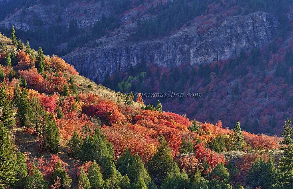 13518_01_10_2012_logan_valley_utah_river_tree_autumn_color_colorful_fall_foliage_leaves_mountain_forest_panoramic_landscape_photography_panorama_landschaft_foto_53_11267x7253.jpg