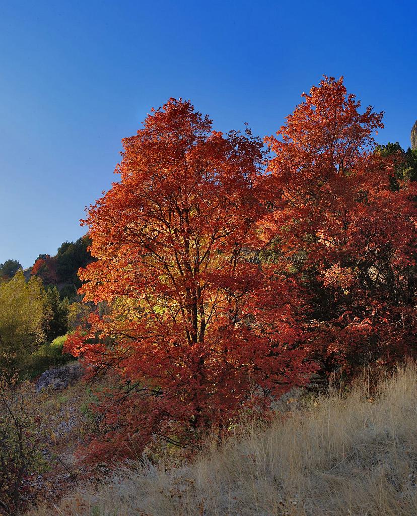 13520_01_10_2012_logan_valley_utah_river_tree_autumn_color_colorful_fall_foliage_leaves_mountain_forest_panoramic_landscape_photography_panorama_landschaft_foto_55_10254x12674.jpg