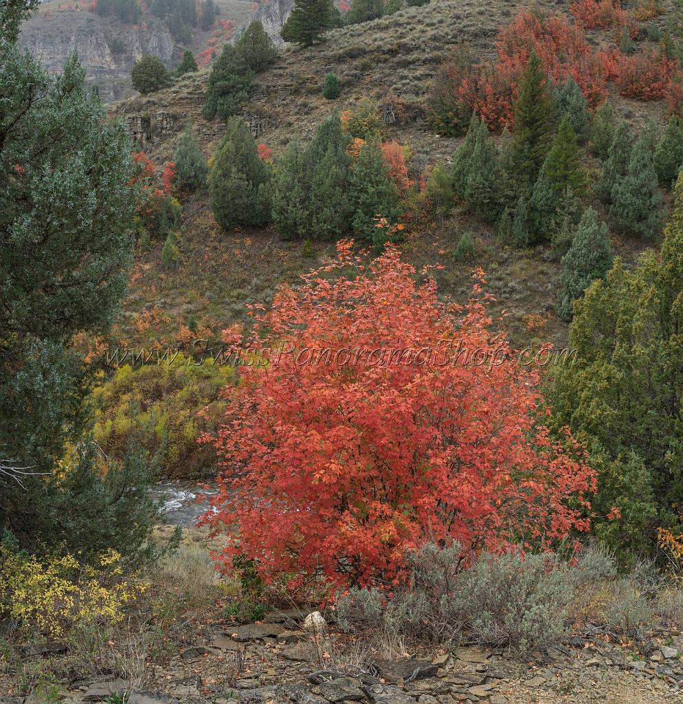 15852_21_09_2014_logan_river_utah_autumn_color_colorful_fall_foliage_viewpoint_forest_panoramic_landscape_photography_landschaft_foto_bach_31_6619x6820.jpg