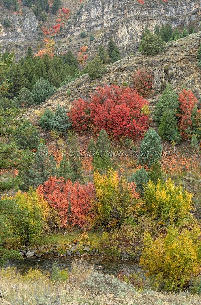 15855_21_09_2014_logan_river_utah_autumn_color_colorful_fall_foliage_viewpoint_forest_panoramic_landscape_photography_landschaft_foto_bach_28_6964x10564.jpg