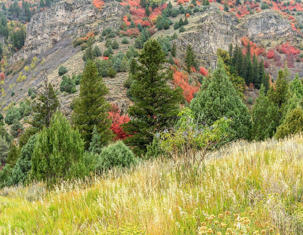 15880_21_09_2014_logan_river_utah_autumn_color_colorful_fall_foliage_viewpoint_forest_panoramic_landscape_photography_landschaft_foto_bach_24_6847x5327.jpg