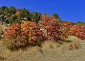 13496_01_10_2012_logan_valley_utah_river_tree_autumn_color_colorful_fall_foliage_leaves_mountain_forest_panoramic_landscape_photography_panorama_landschaft_foto_31_11335x8091