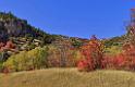 13501_01_10_2012_logan_valley_utah_river_tree_autumn_color_colorful_fall_foliage_leaves_mountain_forest_panoramic_landscape_photography_panorama_landschaft_foto_36_11599x7453