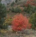 15852_21_09_2014_logan_river_utah_autumn_color_colorful_fall_foliage_viewpoint_forest_panoramic_landscape_photography_landschaft_foto_bach_31_6619x6820