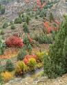 15857_21_09_2014_logan_river_utah_autumn_color_colorful_fall_foliage_viewpoint_forest_panoramic_landscape_photography_landschaft_foto_bach_26_6735x8485