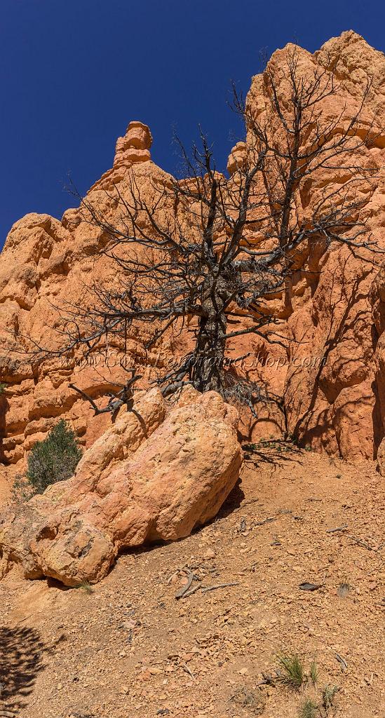 16676_01_10_2014_red_canyon_birdseye_trail_utah_autumn_red_rock_blue_sky_fall_color_colorful_tree_mountain_forest_panoramic_landscape_photography_herbst_47_6918x12906.jpg