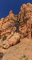 16676_01_10_2014_red_canyon_birdseye_trail_utah_autumn_red_rock_blue_sky_fall_color_colorful_tree_mountain_forest_panoramic_landscape_photography_herbst_47_6918x12906