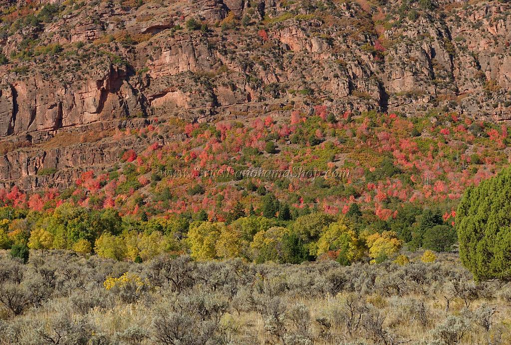 13600_03_10_2012_salina_utah_tree_autumn_color_colorful_fall_foliage_leaves_mountain_forest_panoramic_landscape_photography_panorama_landschaft_foto_8_11590x7841.jpg