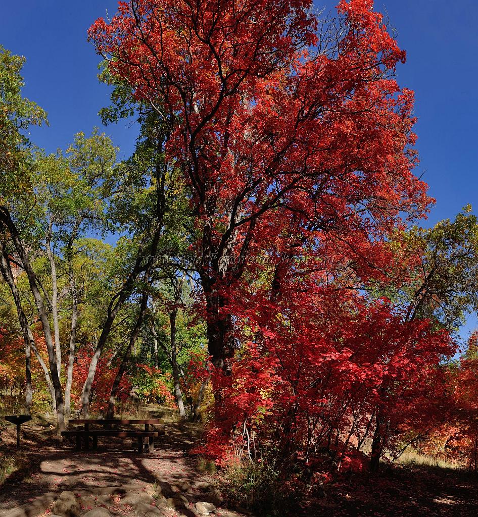 13603_03_10_2012_salina_utah_tree_autumn_color_colorful_fall_foliage_leaves_mountain_forest_panoramic_landscape_photography_panorama_landschaft_foto_11_11698x12660.jpg