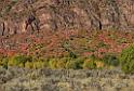 13600_03_10_2012_salina_utah_tree_autumn_color_colorful_fall_foliage_leaves_mountain_forest_panoramic_landscape_photography_panorama_landschaft_foto_8_11590x7841
