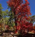 13603_03_10_2012_salina_utah_tree_autumn_color_colorful_fall_foliage_leaves_mountain_forest_panoramic_landscape_photography_panorama_landschaft_foto_11_11698x12660