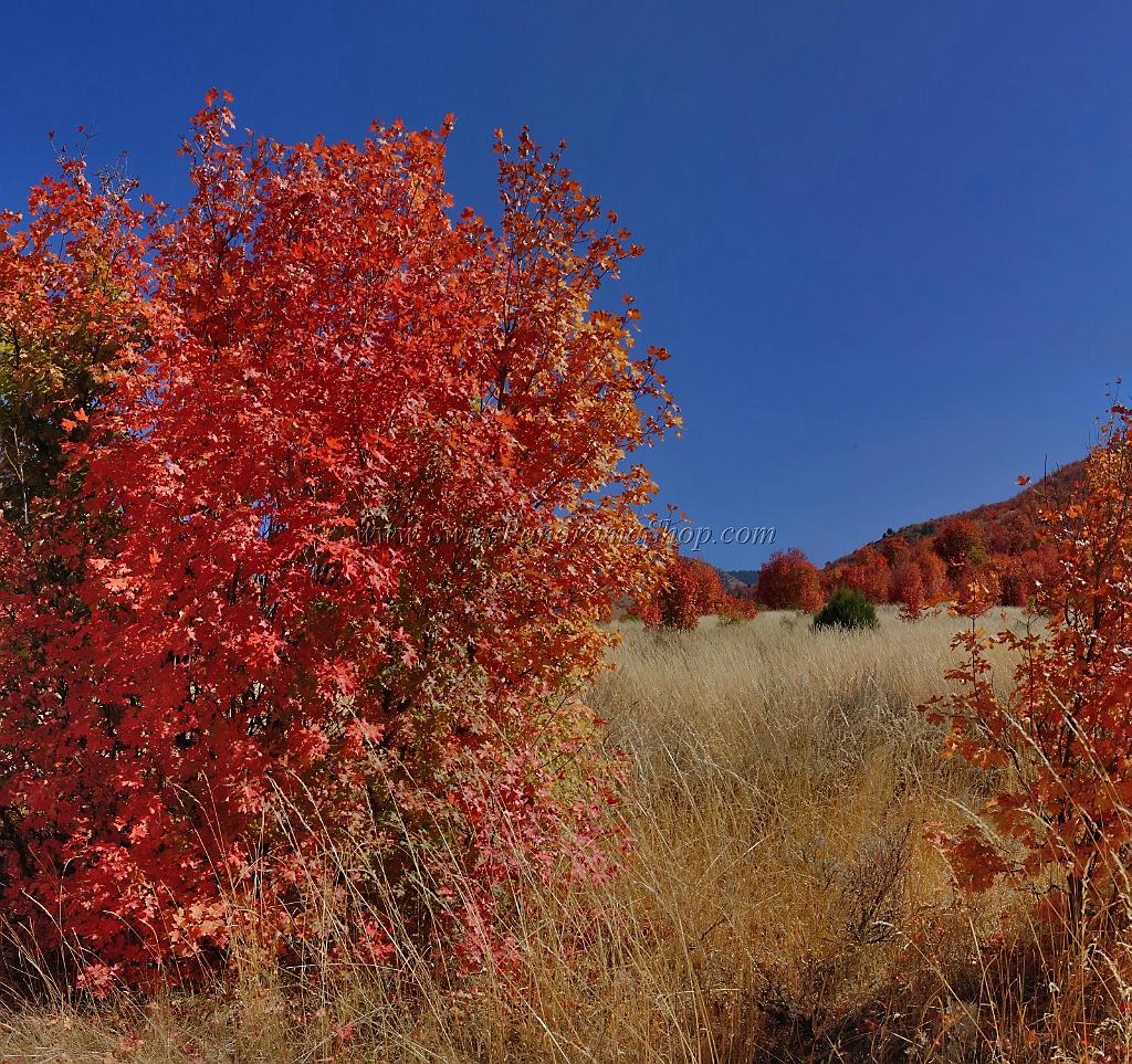 13489_01_10_2012_smithfield_utah_maple_tree_autumn_color_colorful_fall_foliage_leaves_mountain_forest_panoramic_landscape_photography_panorama_landschaft_foto_24_8256x7765.jpg