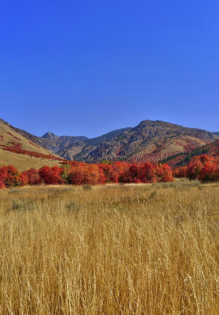 13493_01_10_2012_smithfield_utah_maple_tree_autumn_color_colorful_fall_foliage_leaves_mountain_forest_panoramic_landscape_photography_panorama_landschaft_foto_28_7351x10562.jpg