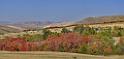 13488_01_10_2012_smithfield_utah_maple_tree_autumn_color_colorful_fall_foliage_leaves_mountain_forest_panoramic_landscape_photography_panorama_landschaft_foto_23_16219x7745