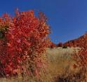 13489_01_10_2012_smithfield_utah_maple_tree_autumn_color_colorful_fall_foliage_leaves_mountain_forest_panoramic_landscape_photography_panorama_landschaft_foto_24_8256x7765