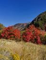 13494_01_10_2012_smithfield_utah_maple_tree_autumn_color_colorful_fall_foliage_leaves_mountain_forest_panoramic_landscape_photography_panorama_landschaft_foto_29_7302x9434