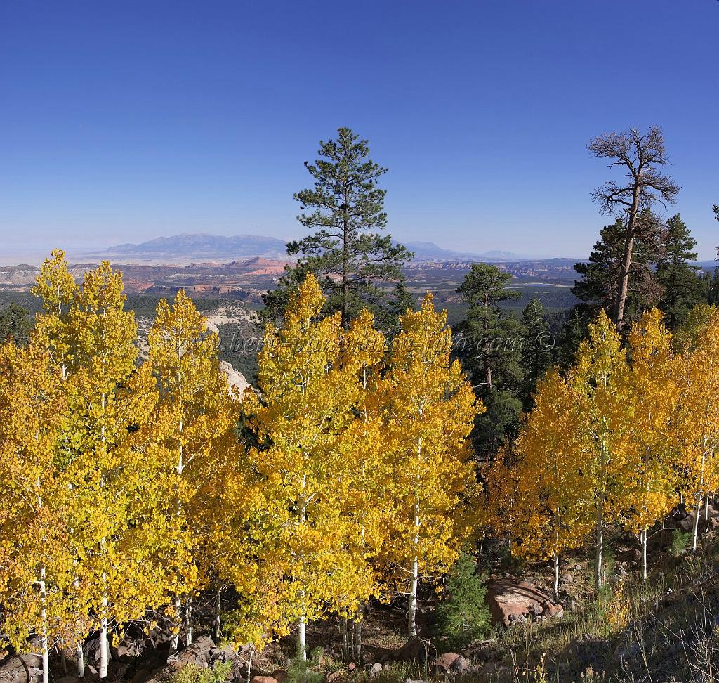 9082_12_10_2010_torrey_utah_colorful_tree_lake_forest_landscape_red_rock_color_outlook_viewpoint_panoramic_photography_photo_panorama_landscape_landschaft_56_6282x5964.jpg