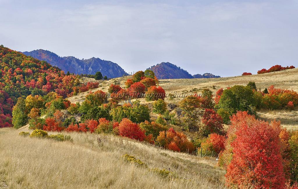 13009_23_09_2012_wellsville_utah_tree_autumn_color_colorful_fall_foliage_leaves_mountain_forest_panoramic_landscape_photography_panorama_landschaft_foto_9_11212x7121