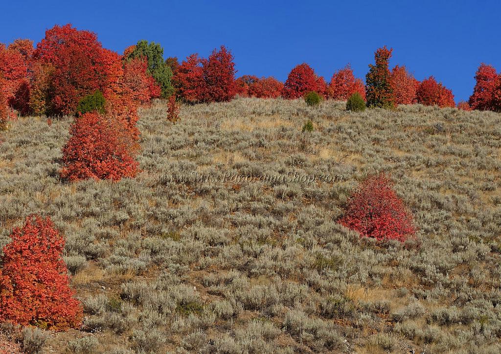 13534_02_10_2012_wellsville_utah_tree_autumn_color_colorful_fall_foliage_leaves_mountain_forest_panoramic_landscape_photography_panorama_landschaft_foto_14_9034x6384.jpg